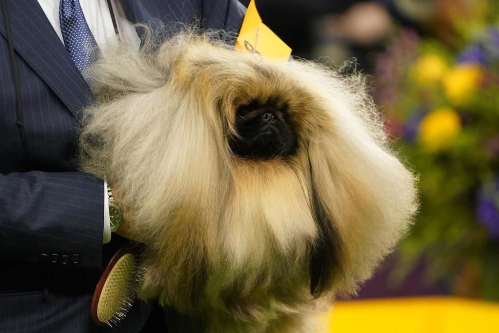 El Westminster Kennel Club, un dels shows de gossos de raça més importants del món