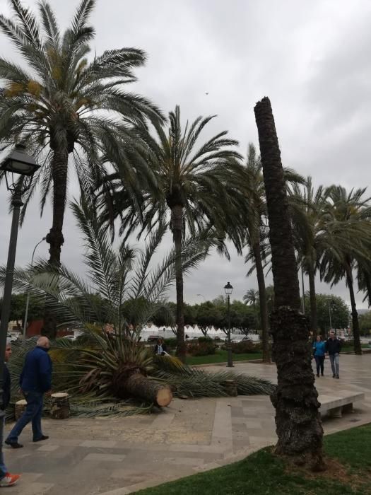 El viento derriba una palmera en Palma