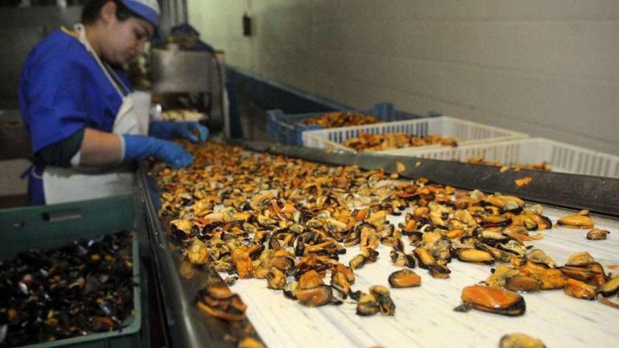 Preparación de mejillón para conserva en una industria de Cambados. // Noé Parga