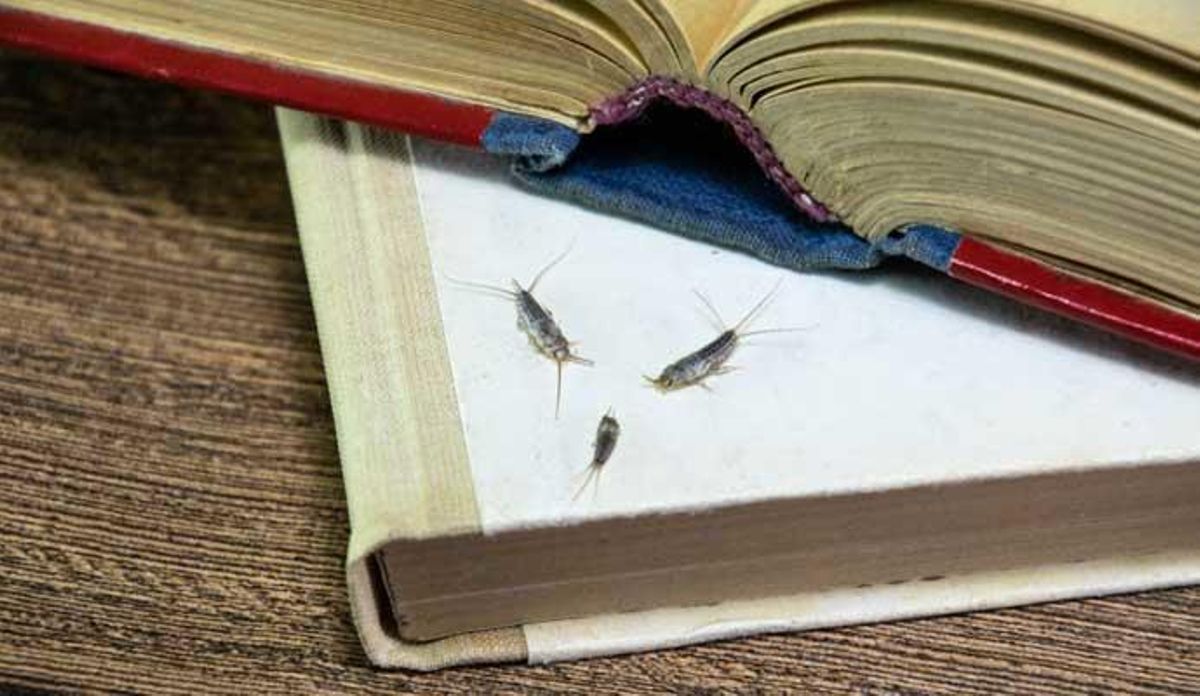 Los pececillos de plata se alimentan de papel y cartón.