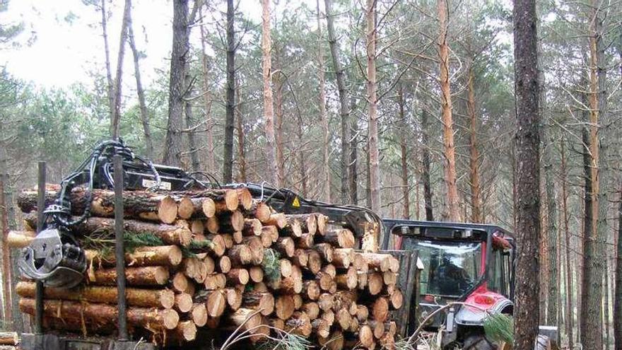 Un camión saca madera de pino cortada en Sejas de Aliste.