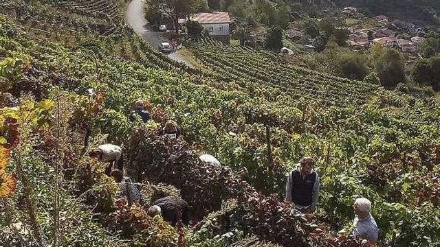 Viñedos de la Ribeira Sacra. // I. Osorio
