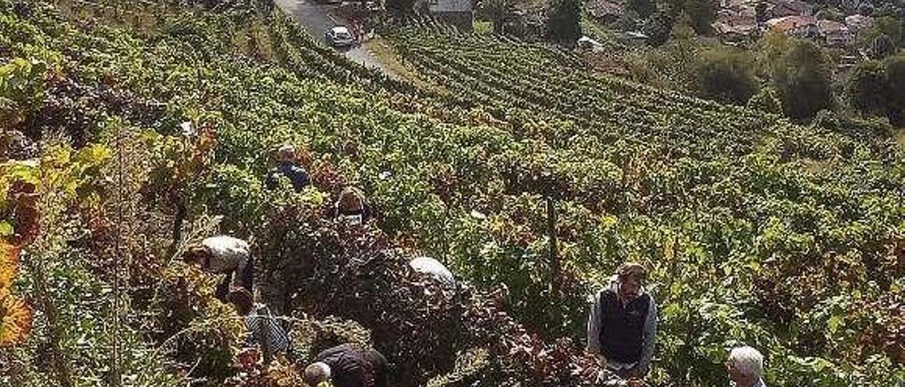 Viñedos de la Ribeira Sacra. // I. Osorio