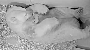 4noncen3cm2khjzsxlnfm61100