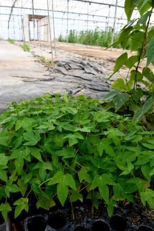 Dos jóvenes agricultores que cultivan, procesan y