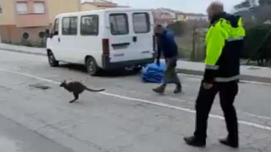 Captura d&#039;un dels vídeos del ualabi que circulen per la xarxa