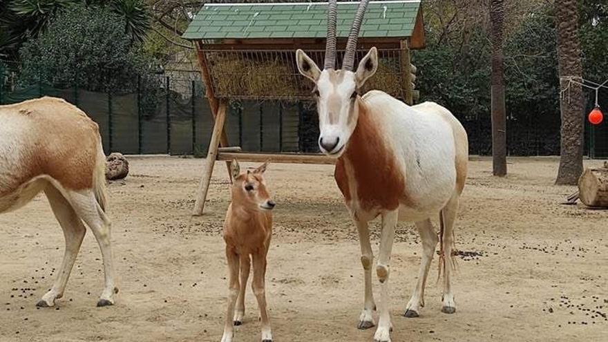 Una cría de órix blanco, en el Zoo de Barcelona.