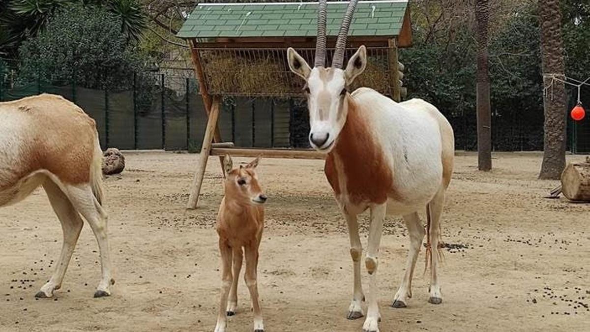 Una cría de órix blanco, en el Zoo de Barcelona.