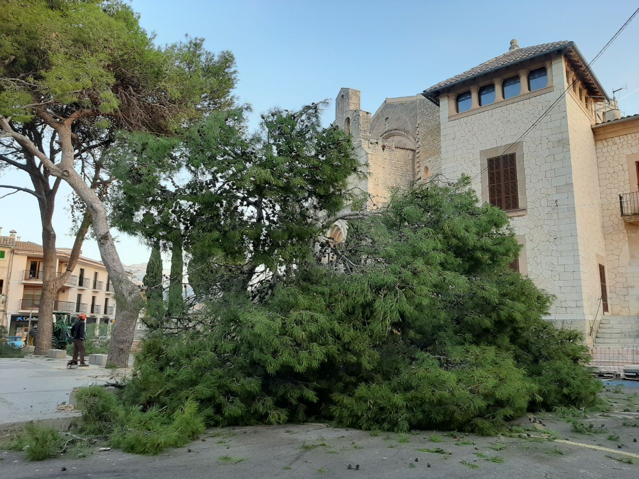 El Ayuntamiento tala todos los pinos de la Plaça de Selva