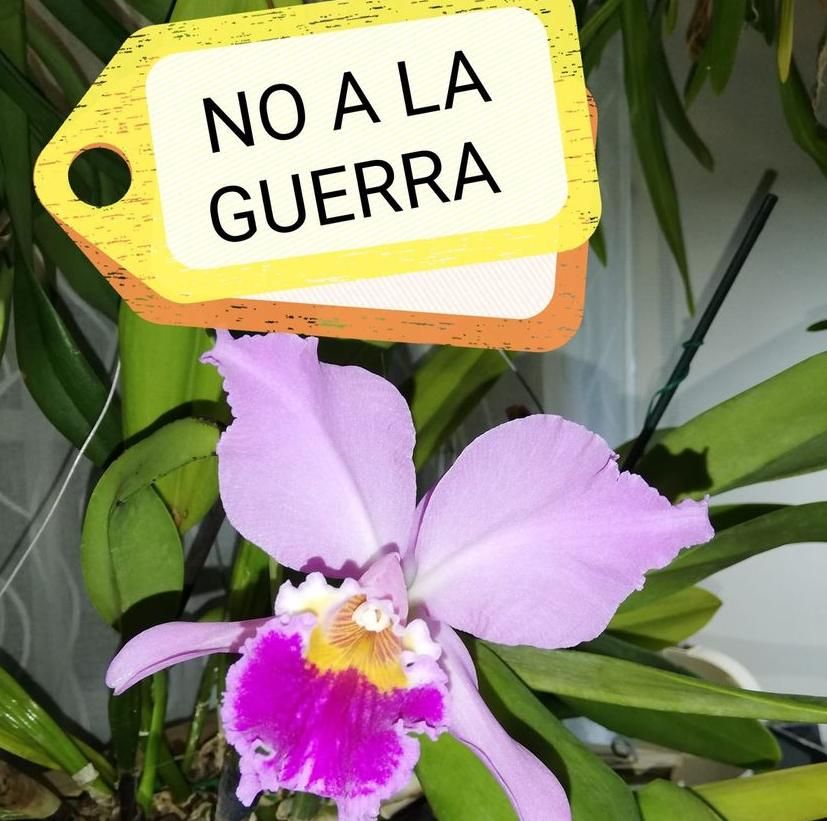 Una orquídea del vivero de la asociación AOB.