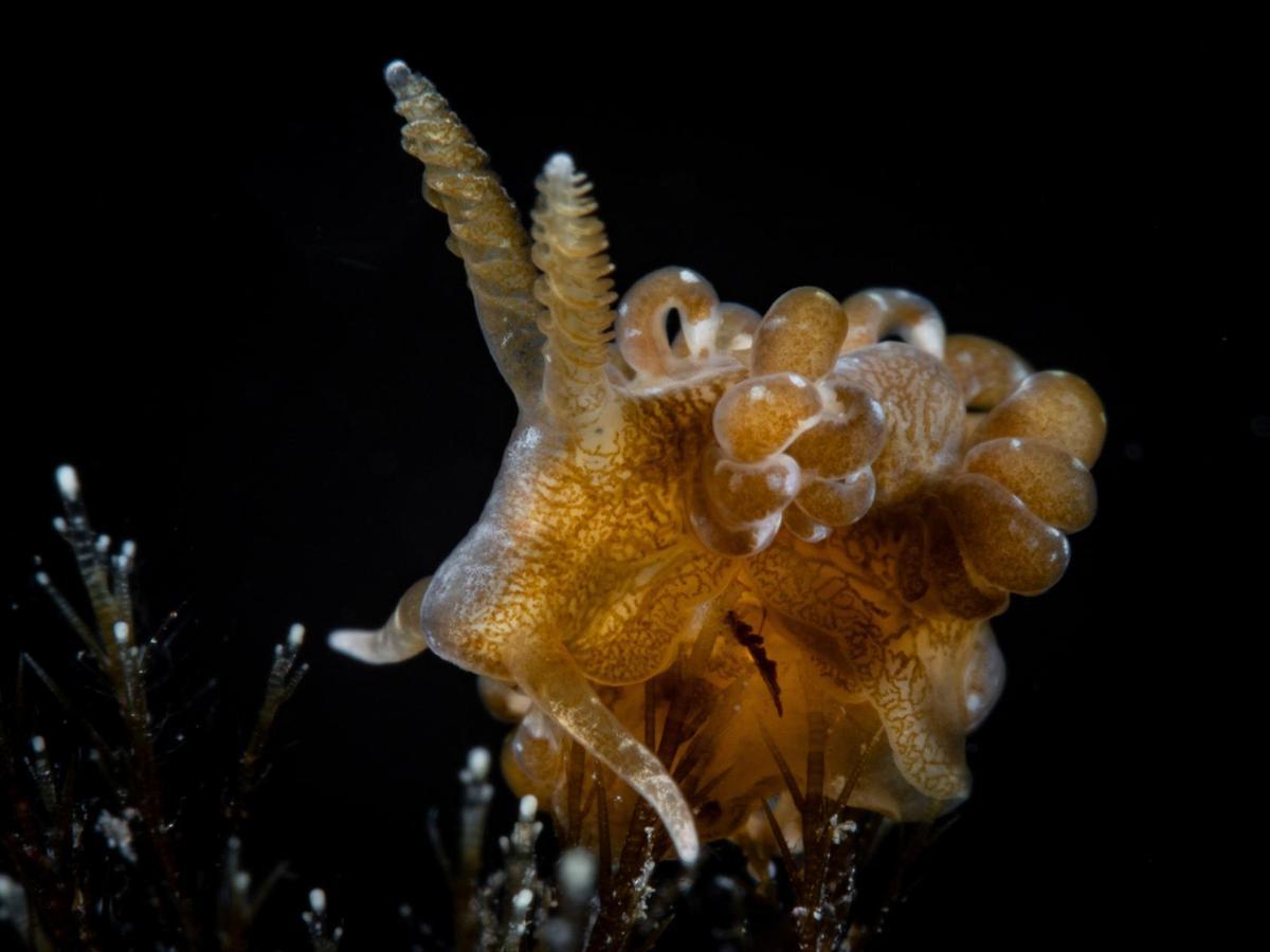 Eine der beobachteten Schnecken der Spezies Spurilla neapolitana.