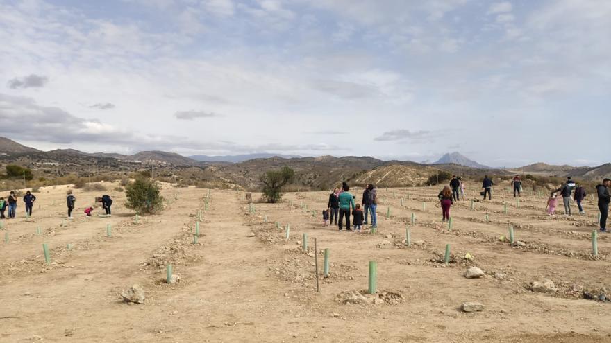 El Campello inicia la reforestación del antiguo vertedero de Coca tras 15 años de abandono