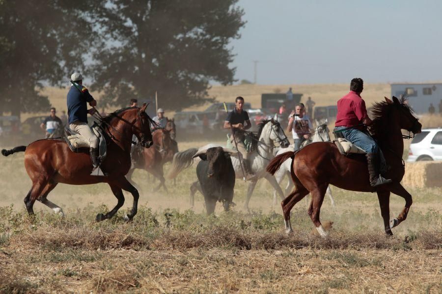 Fiestas en Zamora: Encierro en El Pego