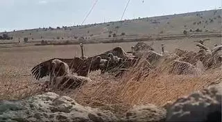 VÍDEO | Con esta brutalidad se ensaña una manada de buitres con una oveja en Els Ports