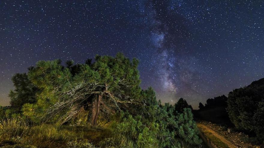 Ruta nocturna al Jardí Botànic de la UV.