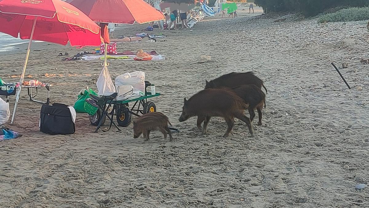 Una manada de jabalís pasea por la playa de Torre la Sal, en Cabanes, junto a un par de sombrillas.