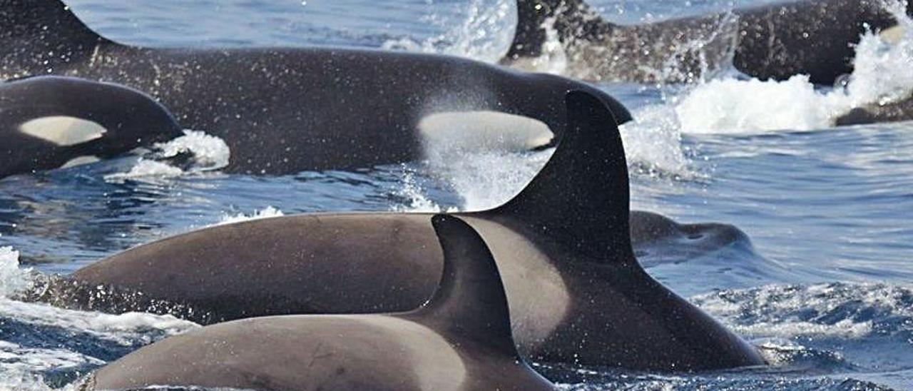 Las orcas hasta ahora tenían su despensa en el Estrecho.