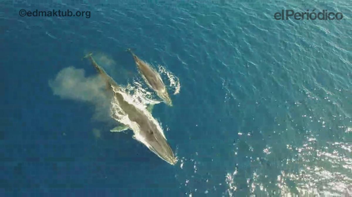 La ballena y su cría, en la costa del Garraf, el pasado 24 de abril.