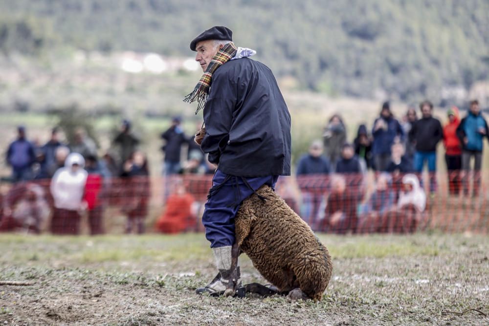 «Concurs de Gossos de Ramat» de Agres.