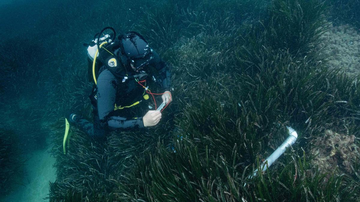 Galería de imágenes del GEN-GOB en un estudio de las praderas de posidonia de Ibiza