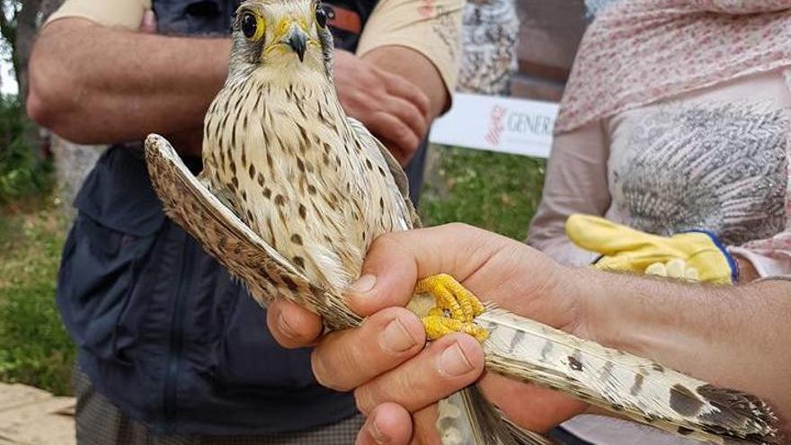 Censan en Dénia 2.614 especies de flora y de fauna, de las que 710 son marinas