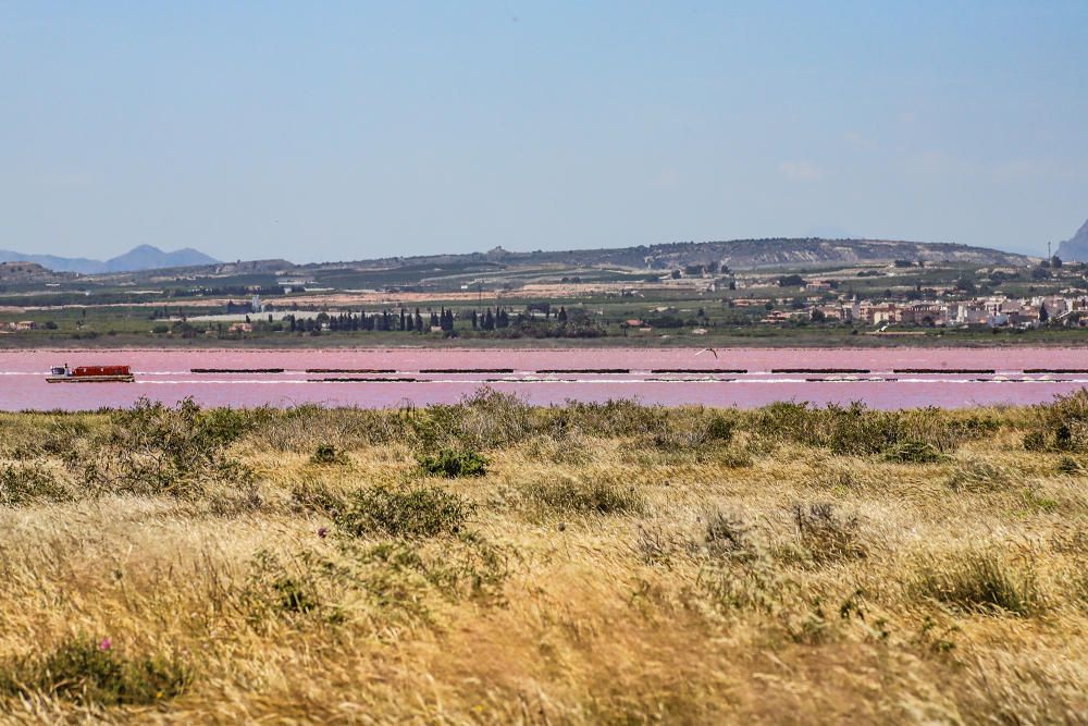 laguna rosa en pleno proceso de producción en Torrevieja en el mes de mayo