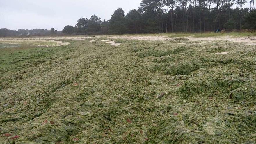 El temporal ha lanzado las algas fuera de las zonas productivas de A Illa y Vilanova. // Noé Parga