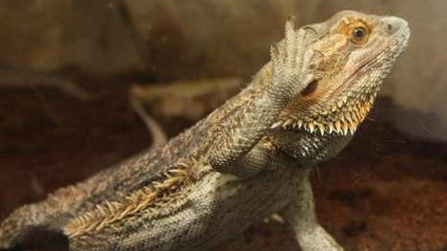 Iguana, el animal que multiplica su tamaño