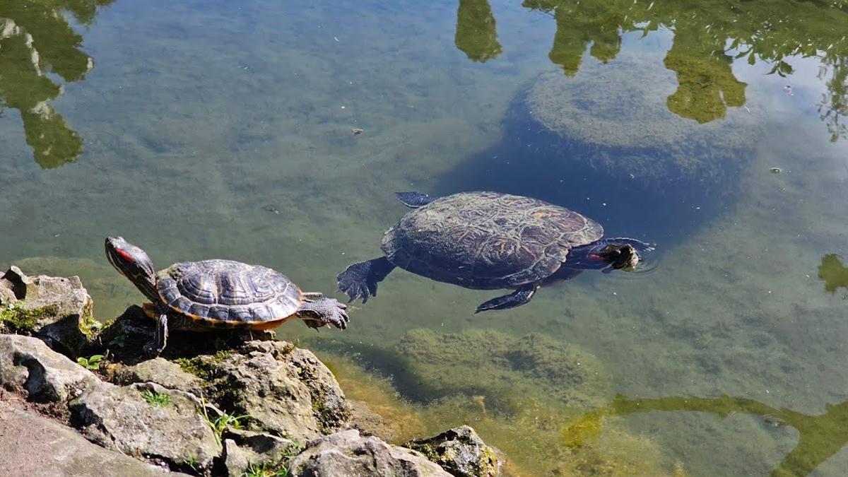 Dos de las tortugas del estanque.
