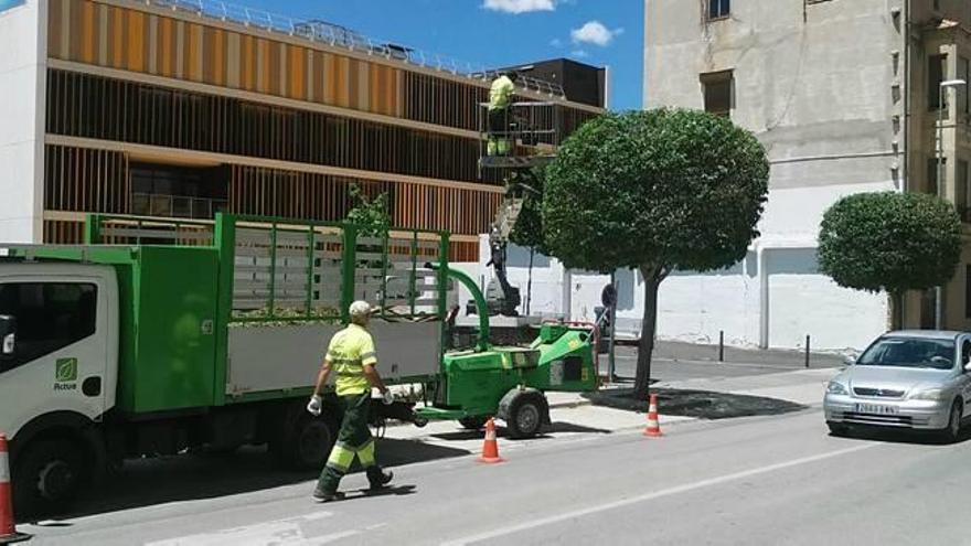 Ontinyent inicia la poda estacional de 450 ejemplares de árboles «aligustre»