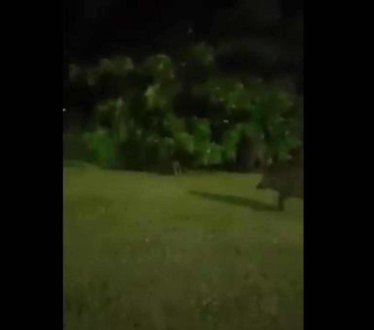 Jabalís campan a sus anchas en la rotonda de la Guardia Civil en Cáceres