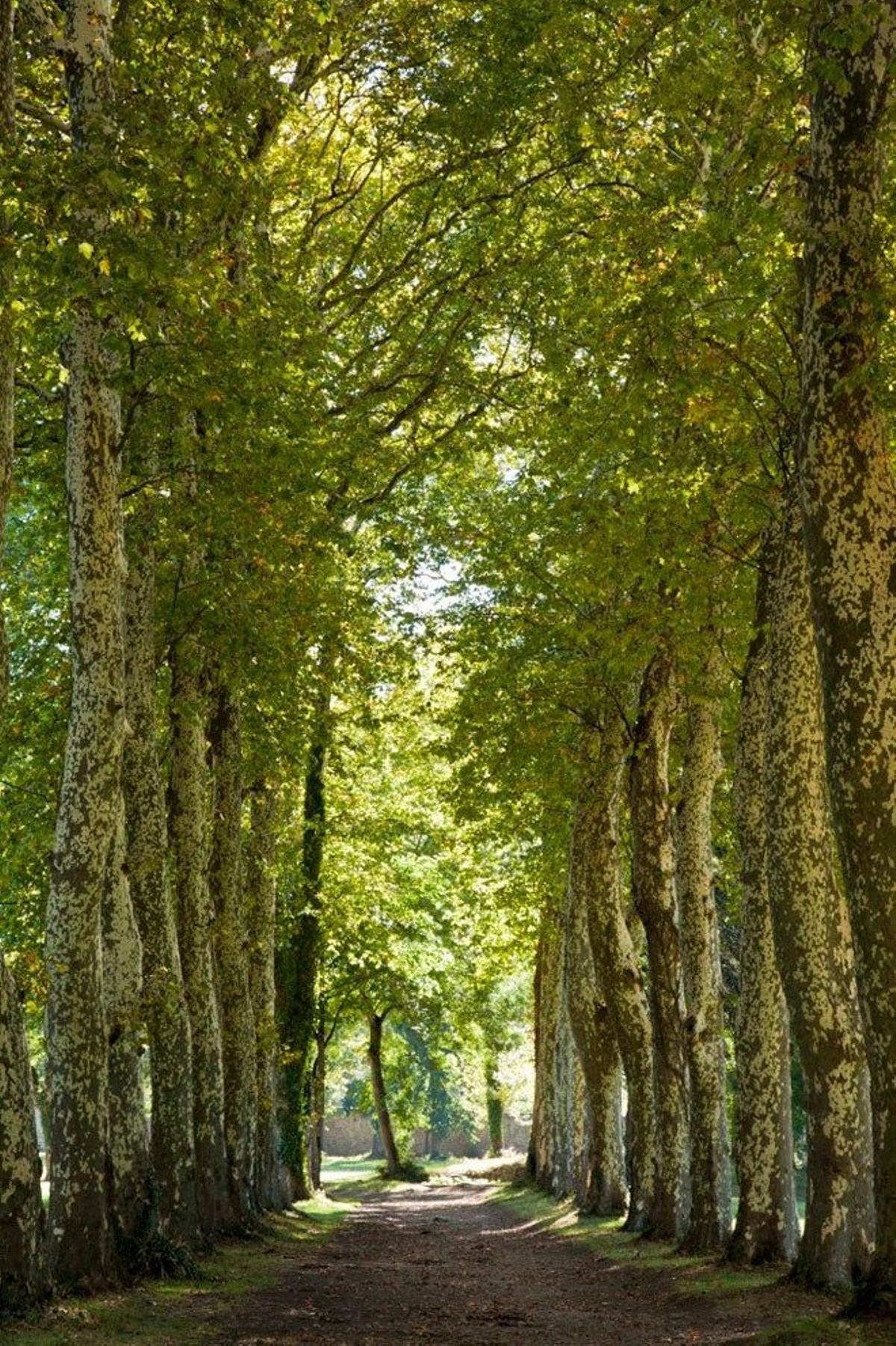 Avenida de los árboles en un hotel de Sorèze, en la región de Mediodía-Pirineos.