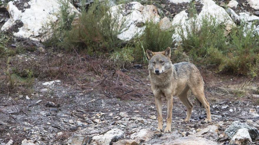 Un lobo en el Centro de Robledo, en Sanabria.