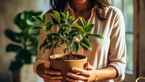 Corcho de vino en macetas: dales este uso y tus plantas lo agradecerán