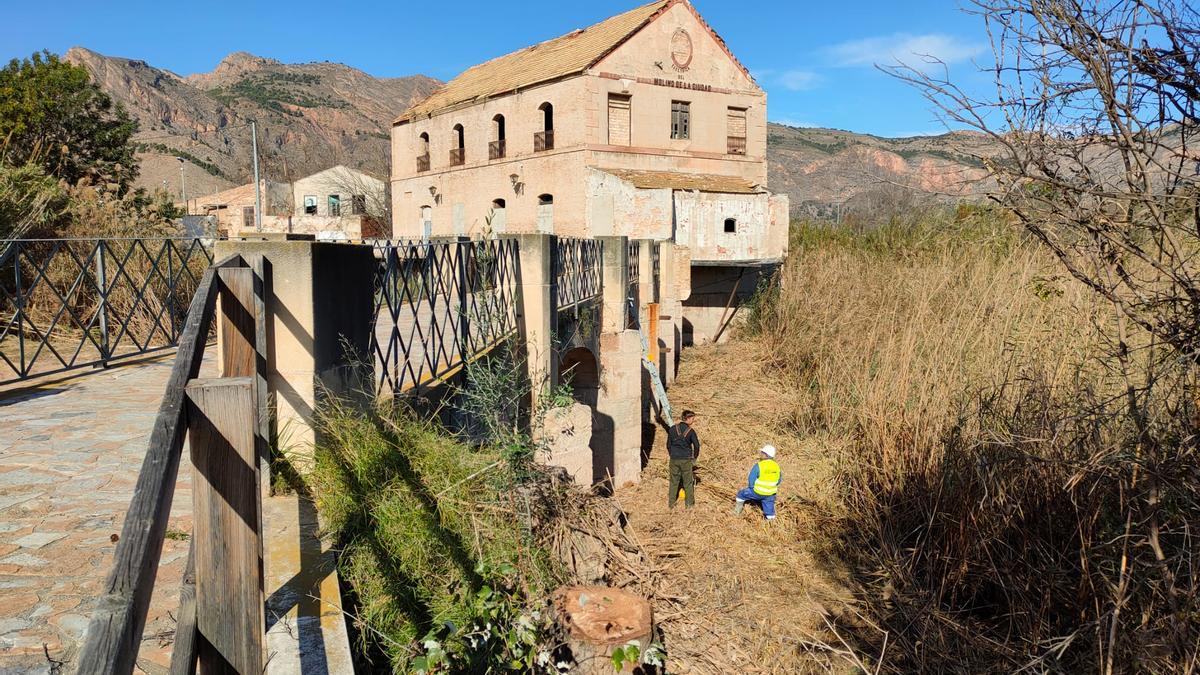 El soto del Molino de la Ciudad, una vez ya acondicionado, se convertirá en un espacio de educación ambiental y para el avistamiento de aves.