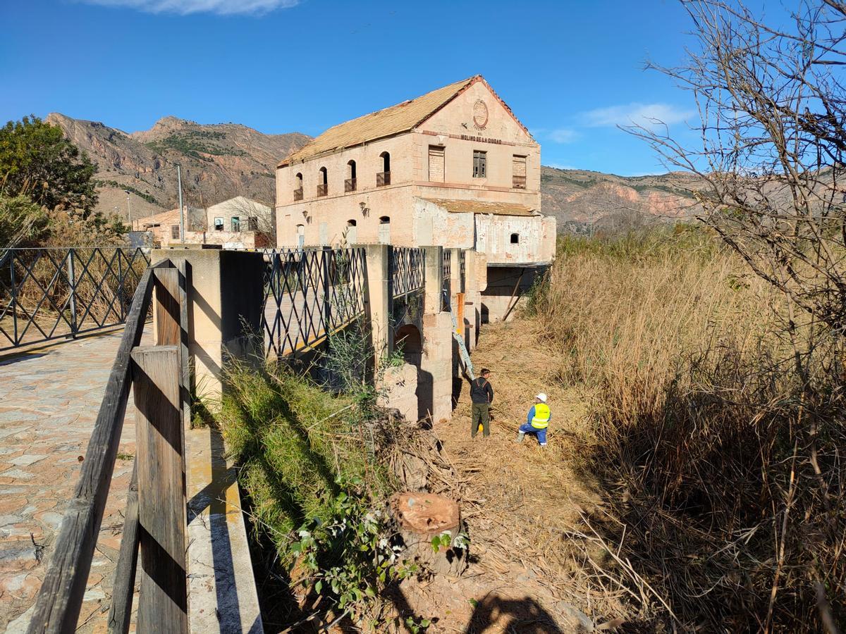 El soto del Molino de la Ciudad, una vez ya acondicionado, se convertirá en un espacio de educación ambiental y para el avistamiento de aves.