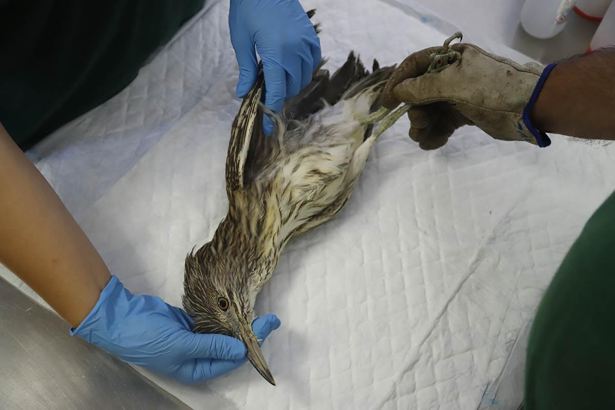 El Centro de recuperación de especies amenazadas de Córdoba, en imágenes
