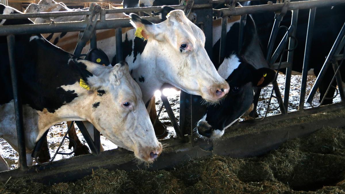 Vaques de llet a una granja del'Alt Urgell.