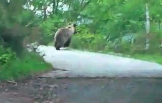 La expansión del oso en las Cuencas: de avistamientos aislados a encontrarlos junto a los pueblos