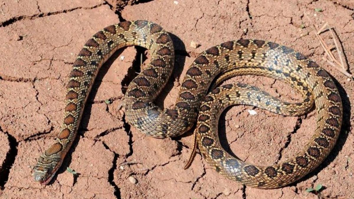 Serpiente herradura.