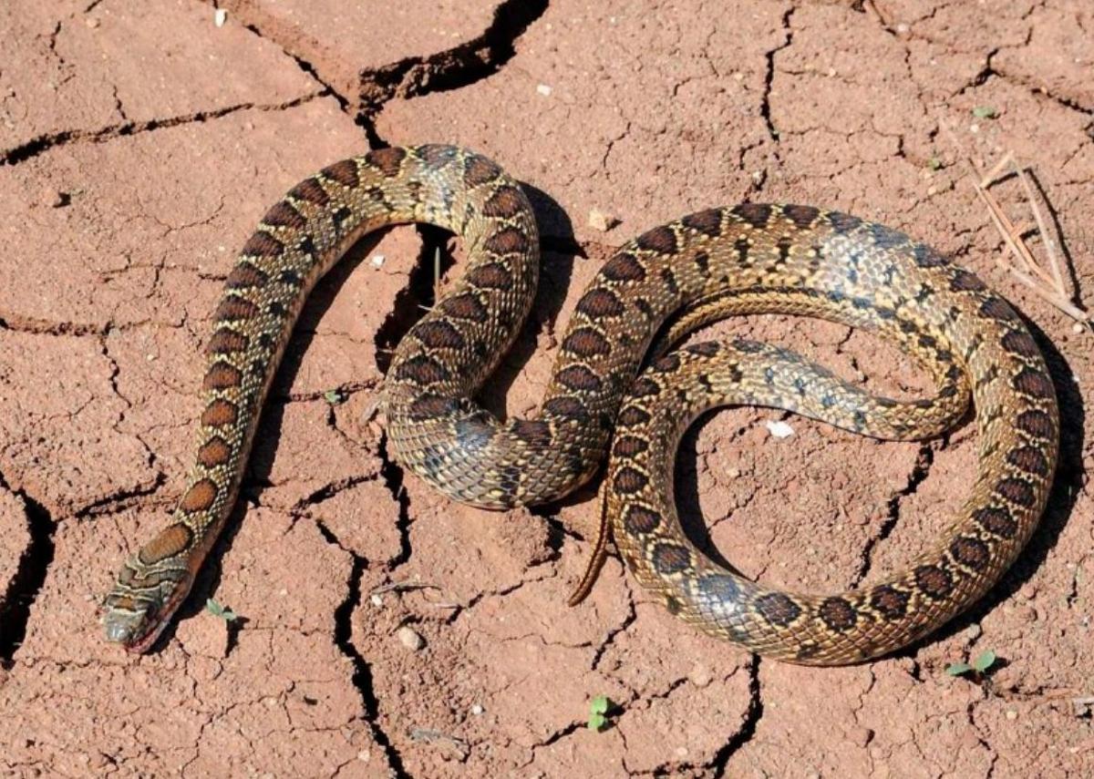 Serpiente herradura.