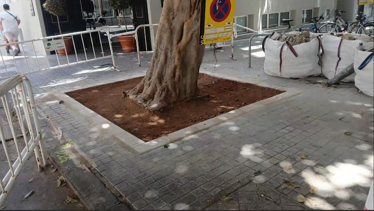 El alcorque ensanchado del ficus de la calle Universidad