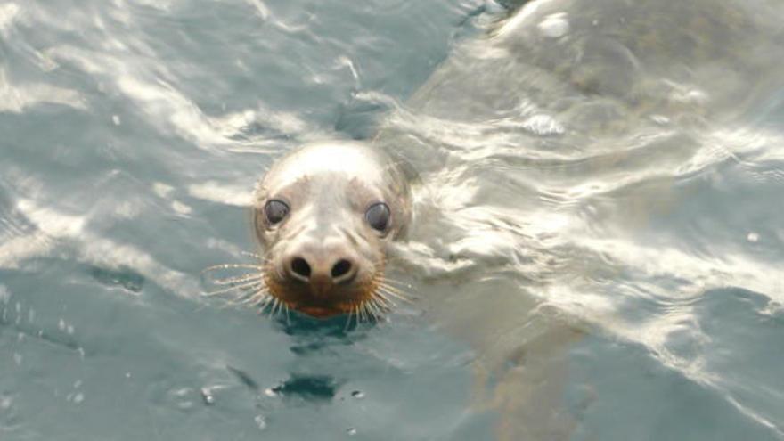 Vídeo: La foca gris encontrada hace dos meses en Avilés vuelve al mar