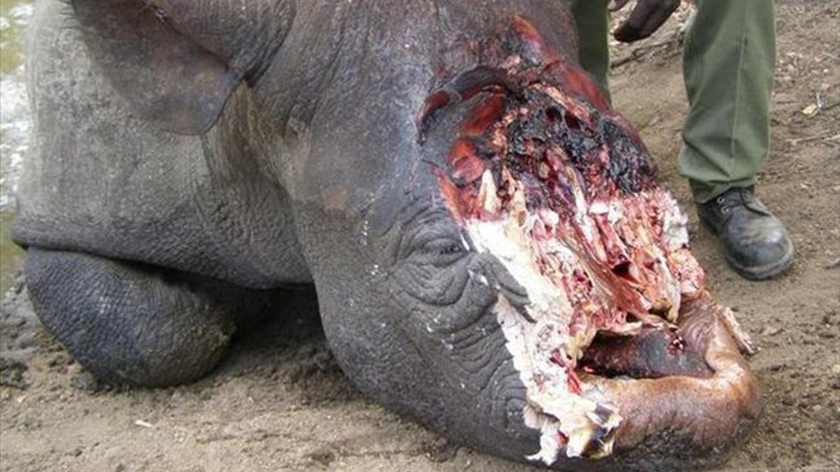 Rinoceronte cazado furtivamente en Zimbabue para arrancarle el cuerno