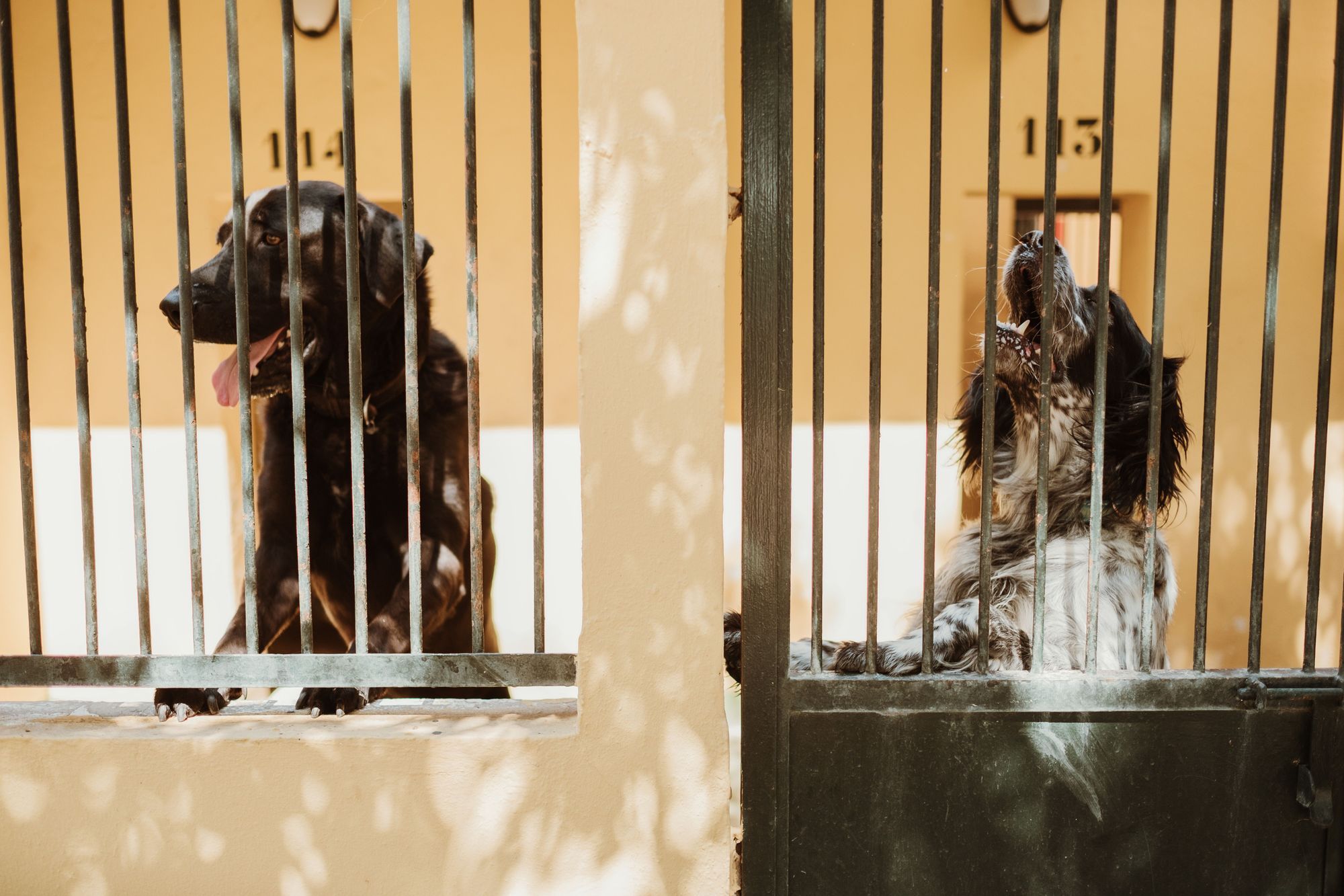 Neues Zuhause gesucht: So leben die Hunde und Katzen im Tierheim Son Reus auf Mallorca
