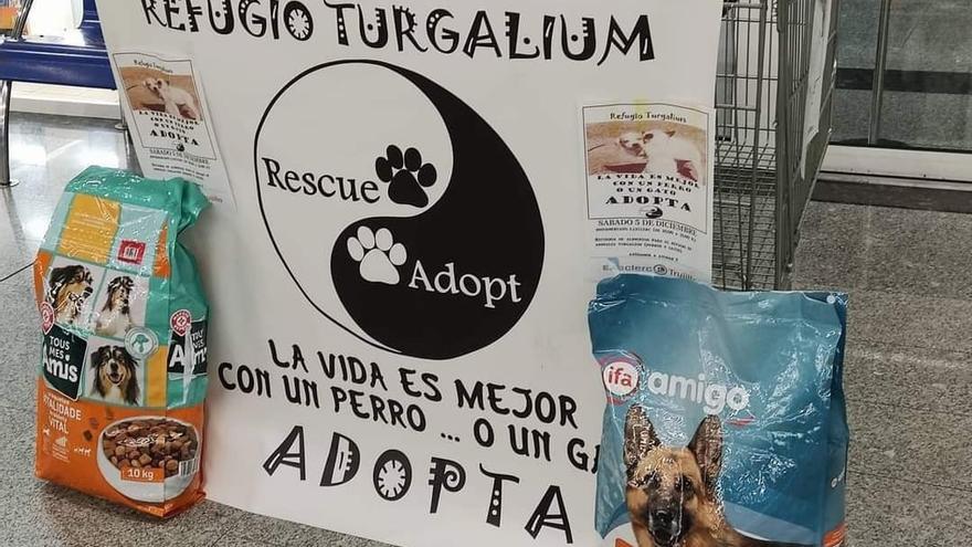 El refugio de animales Turgalium de Trujillo recoge alimentos hoy - El  Periódico Extremadura