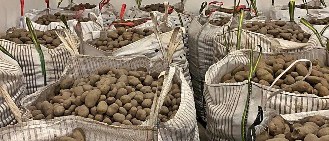 Patatas almacenadas en Xinzo.