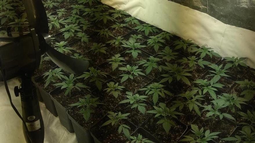 Encuentran una plantación de marihuana en un inmueble municipal de València