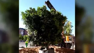 El Ayuntamiento de Málaga planta un nuevo ficus en La Paz tras talar el ejemplar anterior por riesgo de caída