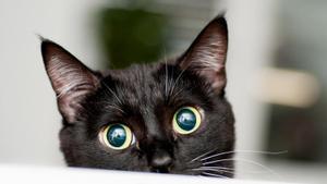 Un gato negro mira atento la cámara.